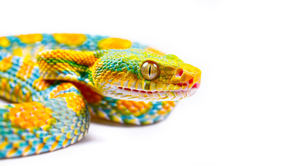 Wall Mural - Colorful snake with vibrant scales, white background.