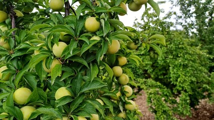 Yellow ripe plum on tree branch in orchard. Close up. 