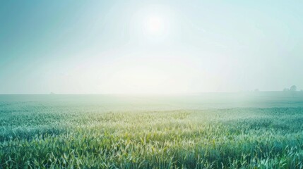 Wall Mural - Field with sunlit sky and soft blue hues