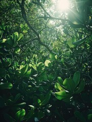 Canvas Print - Sunlight filtering through tree leaves