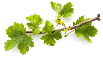 Wall Mural - A branch of currant bush with young leaves on an isolated white background.