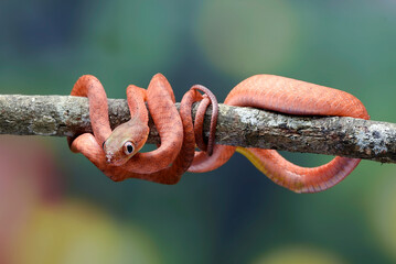 Wall Mural - Baby red boiga on black background