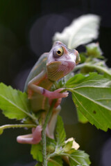 Wall Mural - Baby veiled chameleon standing on a branch