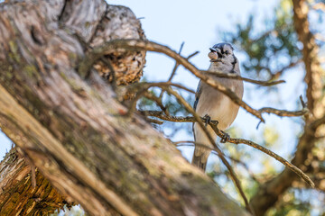 Closeup of a bluejay.