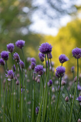 Wall Mural - Defocused macro abstract view of blooming purple chive flower blossoms in a garden with bokah background