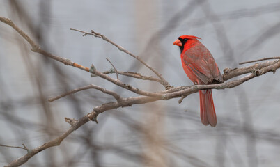 Male northern cardinal perched in a tree.