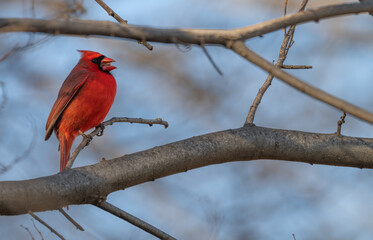 Male northern cardinal perched in a tree.