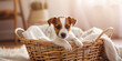 © VALUEINVESTOR - a small Jack Russell Terrier puppy sits in the basket, generative AI