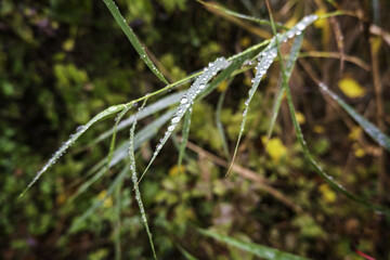 Wall Mural - Rain-wet clovers