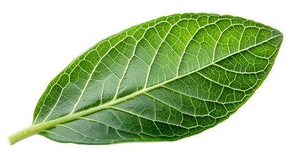 Wall Mural - Ashwagandha Leaf Isolated on a white background, leaf png