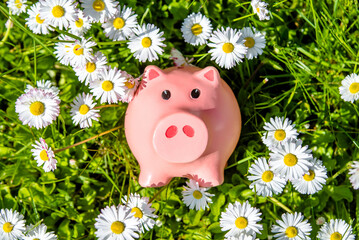 Piggy Bank on the background of blooming daisies
