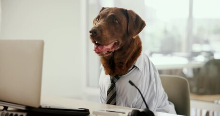 Leinwandbilder - Office, business and dog working at desk for call center, customer service and telemarketing agency. Pet, animal and brown Labrador with laptop in professional workplace for humor, comedy and comic