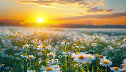 Wall Mural - Sun-drenched meadow with beautiful spring and summer hues, many wild flowers of daisies against bright orange sunset sky, natural colorful landscape. Wildflowers, Sunset Sky, Colorful Meadow.