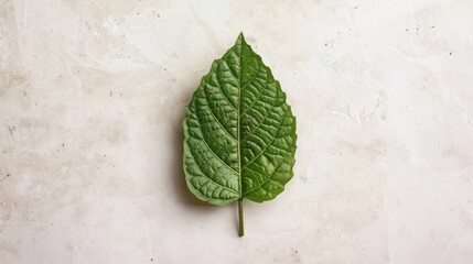 Wall Mural - Natural Tulsi Leaf