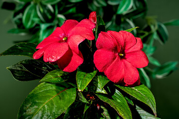 Wall Mural - Blooming red impatiens hawkeri flowers on a green background