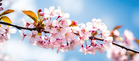 Wall Mural - Cherry blossom trees in bloom against a sky backdrop, offering a refreshing spring scene with delicate white flowers and lush green leaves in the foreground, perfect for a copy space image.