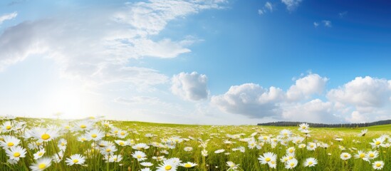 Sticker - A beautiful field of daisies blooming, creating a picturesque setting with ample copy space image.