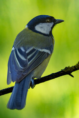 Wall Mural - Great tit perched  on a tree branch and looks to the right side of the picture. The green background comes from the meadow in the distance.