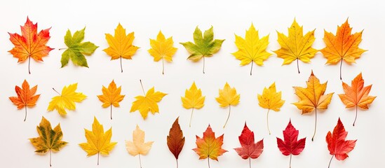 Wall Mural - Autumn leaves on a white background with copy space image.