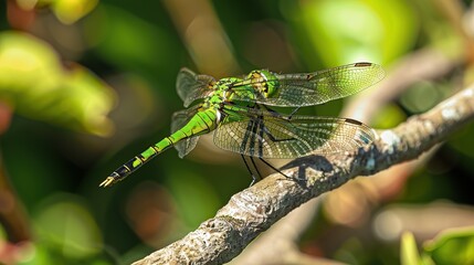 Sticker - Green dragonfly perched on a small tree branch . Generative Ai