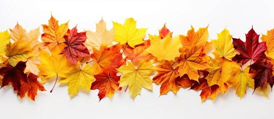 Wall Mural - autumn leaves in a copy space image.