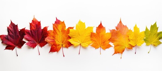 Wall Mural - A wide panorama format displaying vibrant, colorful autumn leaves bordering a white background - perfect for a copy space image.