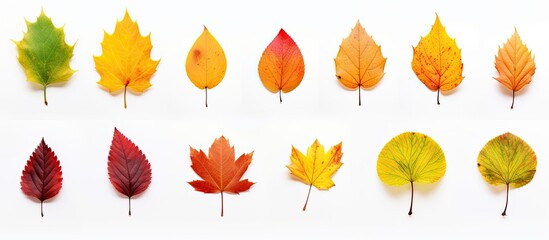 Canvas Print - Various autumn leaves including oak, maple, hawthorn, and aspen, in shades of red and yellow, arranged on a white background with a clipping path, ideal for a copy space image.