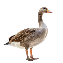 Wall Mural - Goose front view full body isolate on transparency background PNG