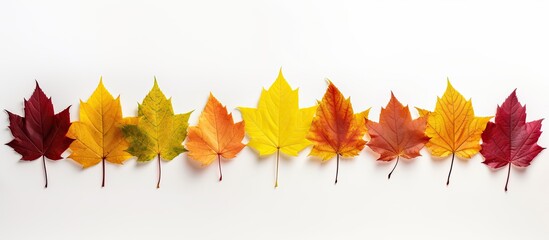Sticker - Colorful autumn leaves form a border frame on a white background with copy space image.