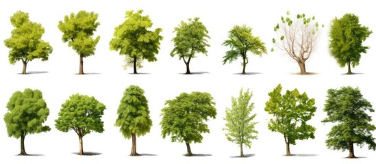 Sticker - Collection of individual trees on white backdrop with copy space image.