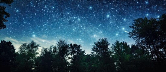 Wall Mural - silhouetted trees against a starry sky create a picturesque scene with copy space image.