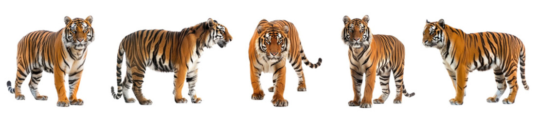 Wall Mural - Royal Bengal Tiger full body isolate on transparency background PNG