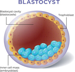 illustration of blastocyst anatomy diagram