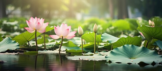 Sticker - pink lotus and green lotus leaves in the canal. Creative banner. Copyspace image