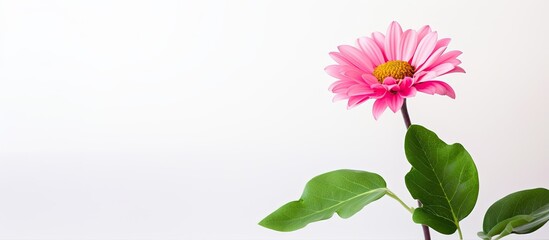 Wall Mural - Pink Flower green leaves. Creative banner. Copyspace image