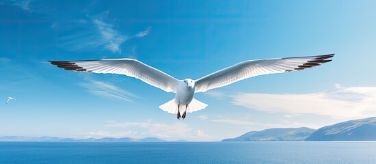 Sticker - Seagull is flying in the sky. Creative banner. Copyspace image