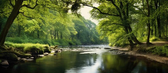 Poster - Summer natural landscape with a small forest river and overgrown banks. Creative banner. Copyspace image