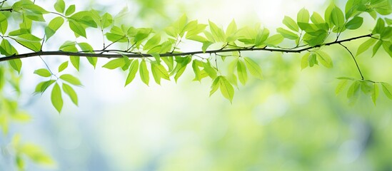 Poster - Beautiful spring leaves on tree outdoors. Creative banner. Copyspace image