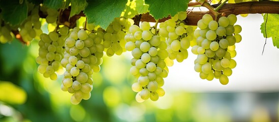 Poster - Unripe green grapes in hanging vines for making white wine. Creative banner. Copyspace image