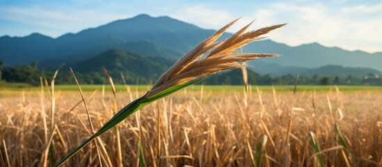 Sticker - Tip of a cane grass with colorful countryside background. Creative banner. Copyspace image