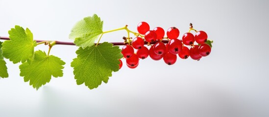 Poster - Juicy ripe red currant lonely hovering on a sprig. Creative banner. Copyspace image