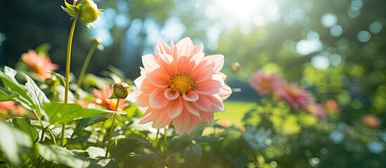 Poster - beautiful delicates natural summer flower among greenery in the garden. Creative banner. Copyspace image