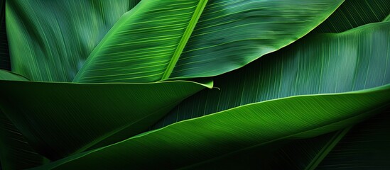 Poster - Green banana leaf. Creative banner. Copyspace image