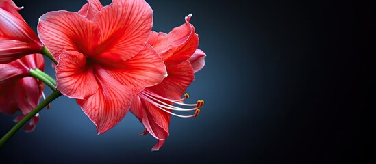 Aufkleber - The colorful Amaryllis. Creative banner. Copyspace image