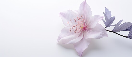 Poster - close up flower on white background. Creative banner. Copyspace image