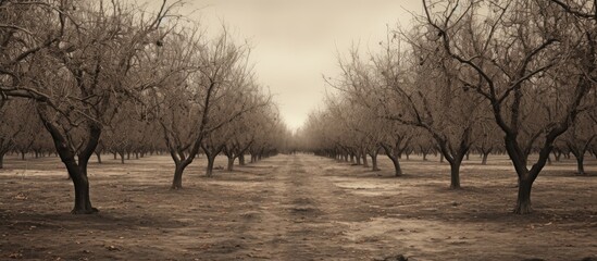 Poster - View of trees in the orchard. Creative banner. Copyspace image