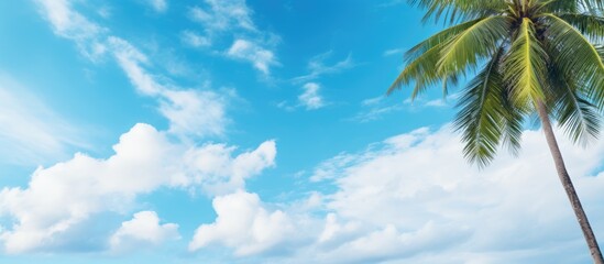 Poster - Coconut trees with light blue sky and white cloud background. Creative banner. Copyspace image