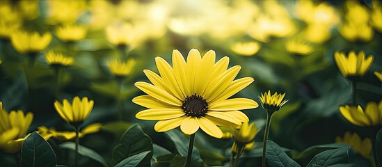 Poster - beautiful portrait photo shot of yellow flowers petals sunny bright day green background wallpaper dainty scenery roses sunflower bunch flora botanical. Creative banner. Copyspace image