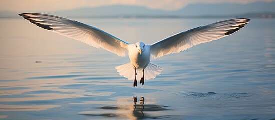 Sticker - White seagull in the water. Creative banner. Copyspace image