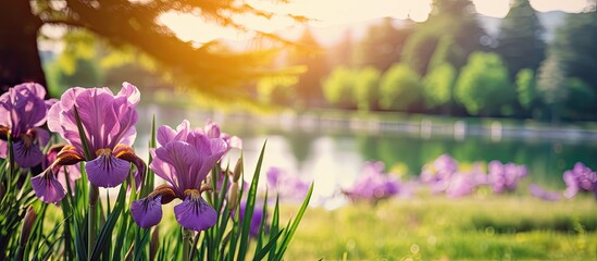 Wall Mural - Spring Purple Iris in a Park. Creative banner. Copyspace image